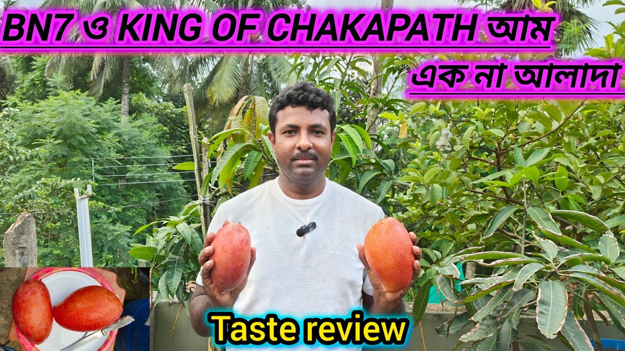 BN7 ও KING OF CHAKAPATH আম এক না আলাদা?BN7 & KING OF CHAKAPATH MANGO taste review