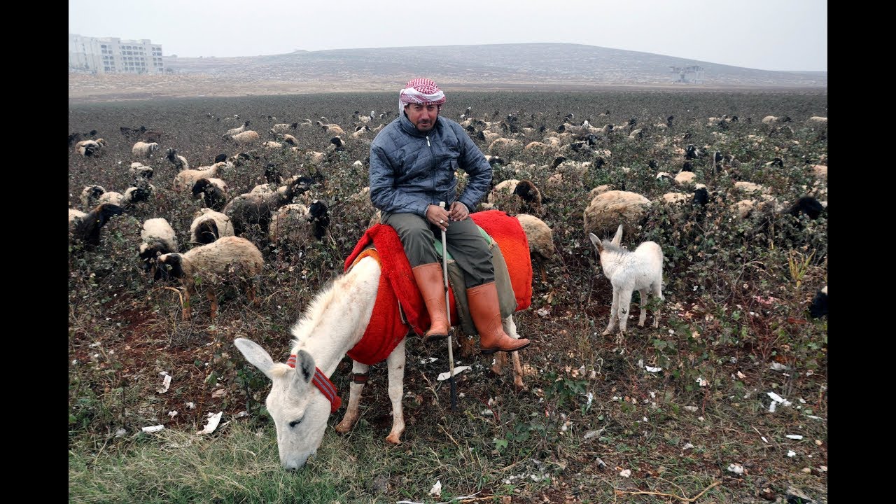 Koruma altındaki beyaz eşeklerin sayısı 108’e yükseldi
