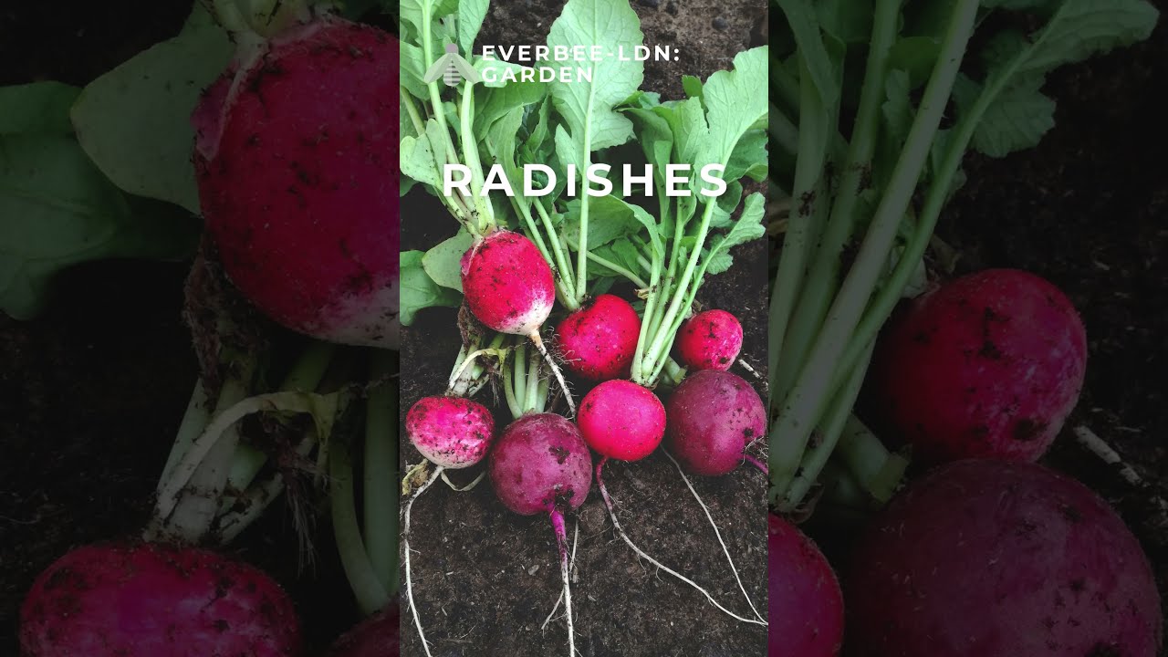5 Companion Plants for CARROTS 🥕 | EVERBEE GARDENING