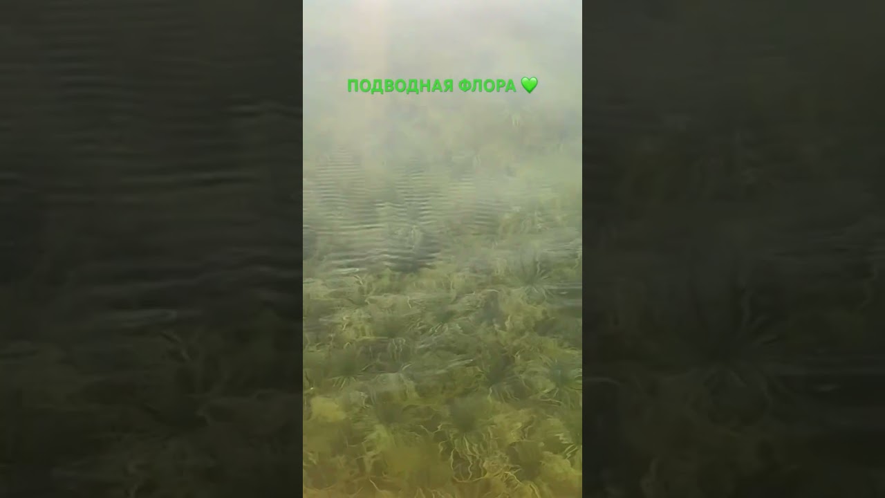#underwaterplants