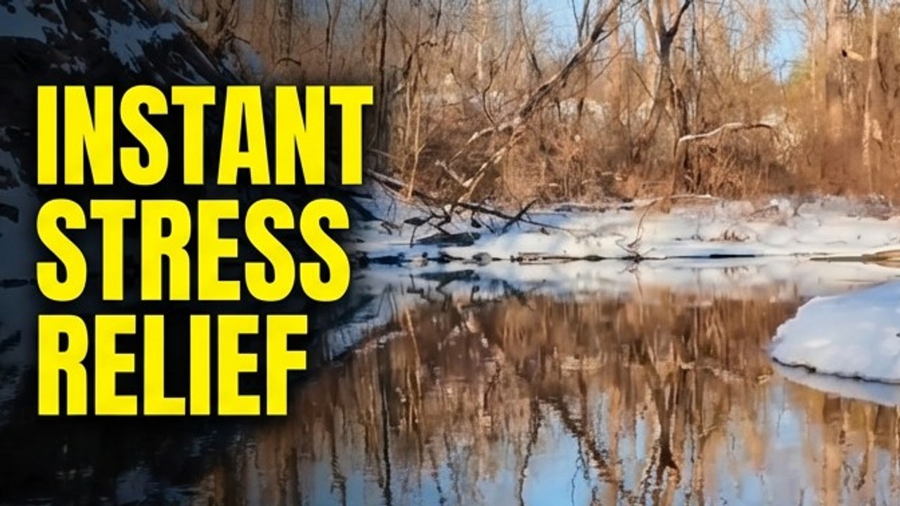 Forest Ambience with Singing Birds | Pure ASMR Therapy for Stress Relief 20 minutes
