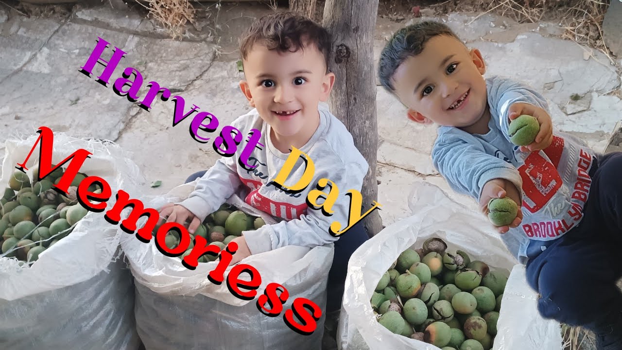 Hand-Picked Walnuts: Autumn Harvest in Rural Iran  