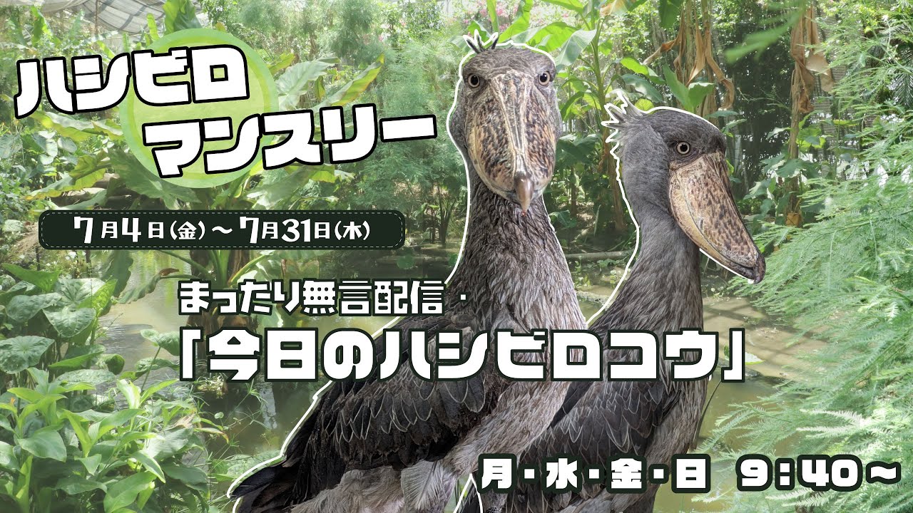 7/21(月) 【今日のハシビロコウ】ライブ配信⑪
