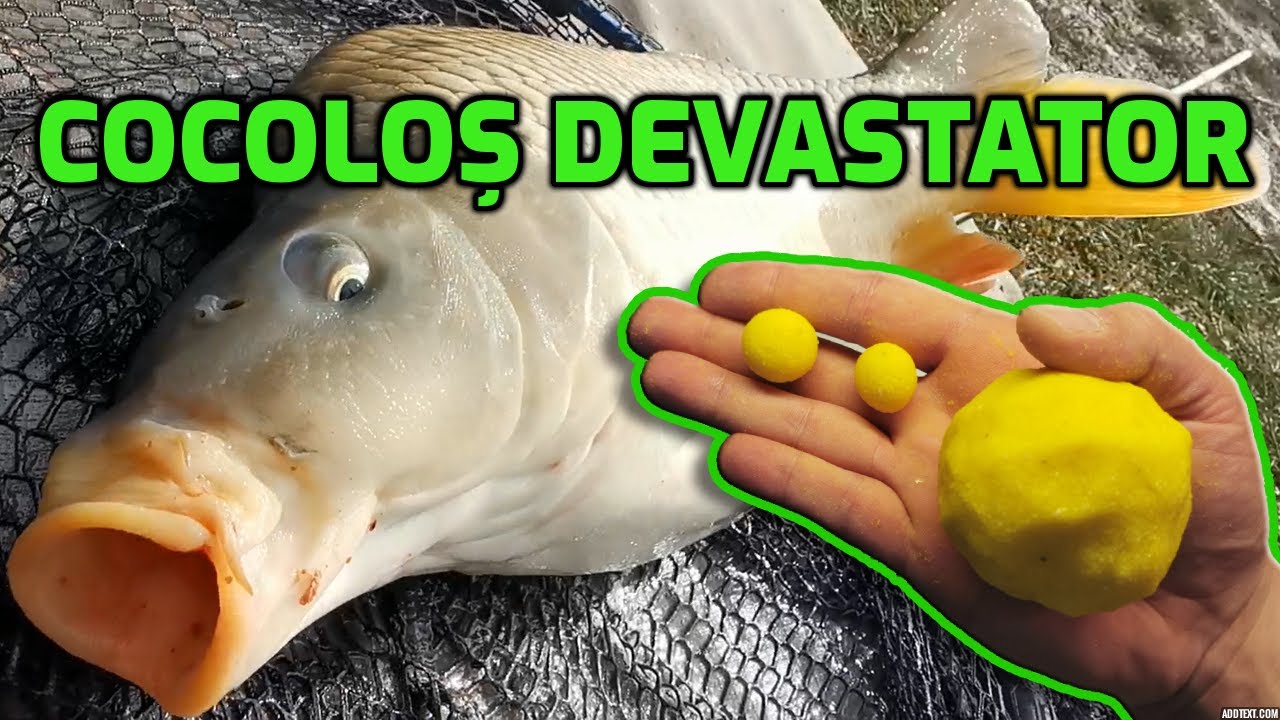 Cocoloș devastator cu amidon de porumb si lapte praf - crap și caras