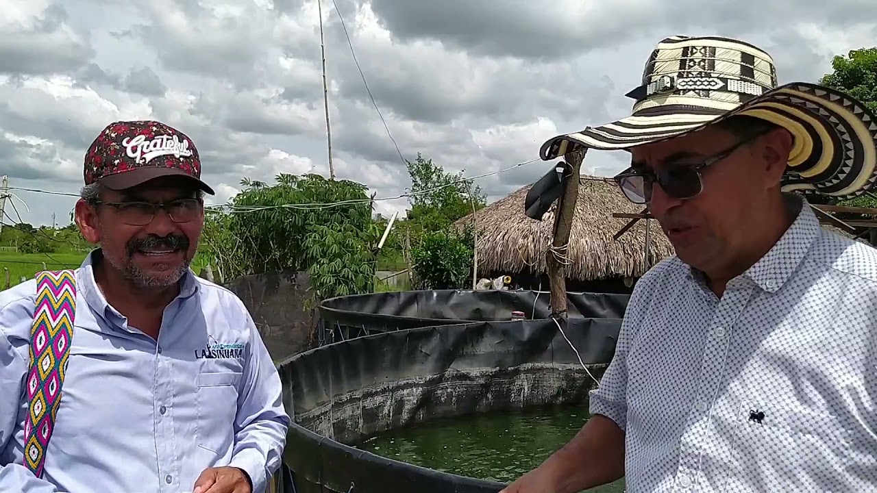 Cria intensiva de peces: cachama, tilapia y bocachico