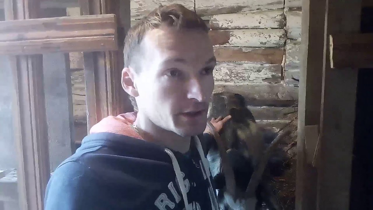 Упала молочность козы. Что делать?
