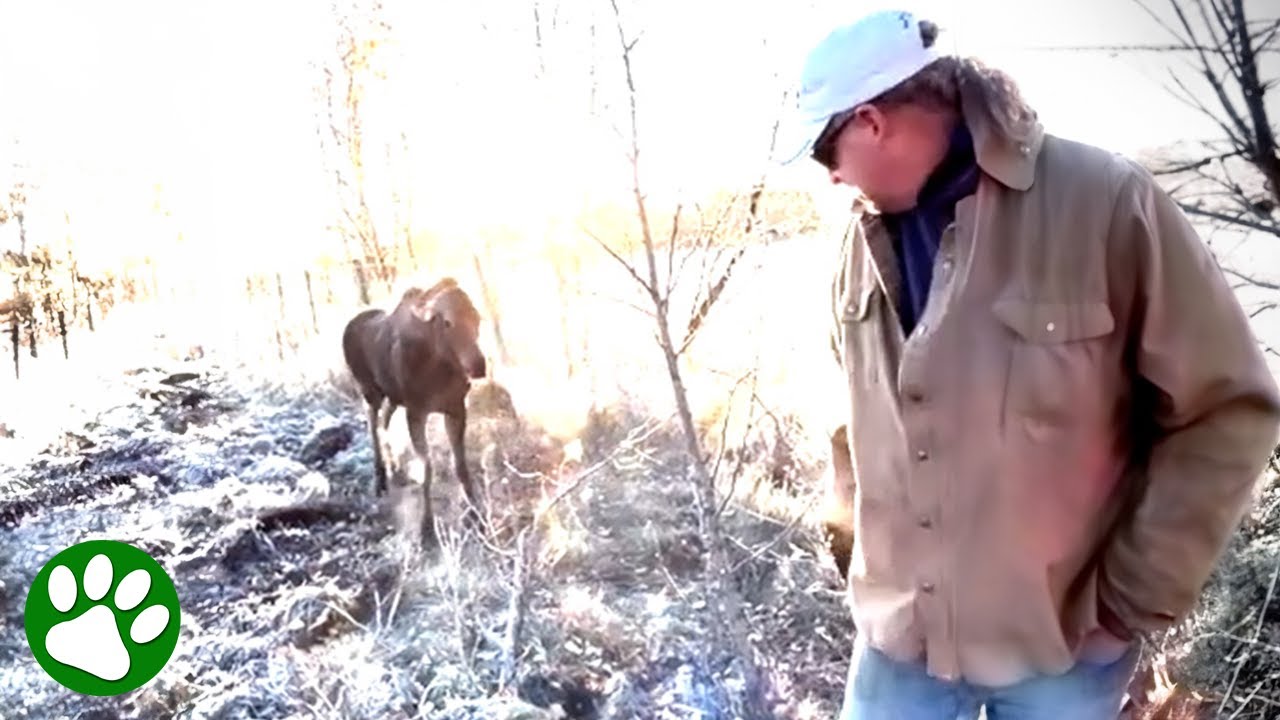 Man Rescues Moose Calf Stuck in Fence