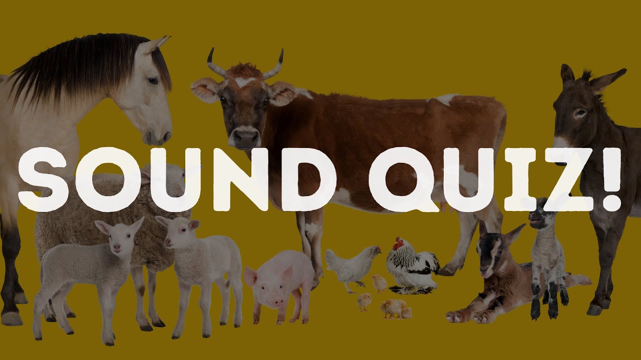 Sound Quiz! | Farm Animals | Easy Level