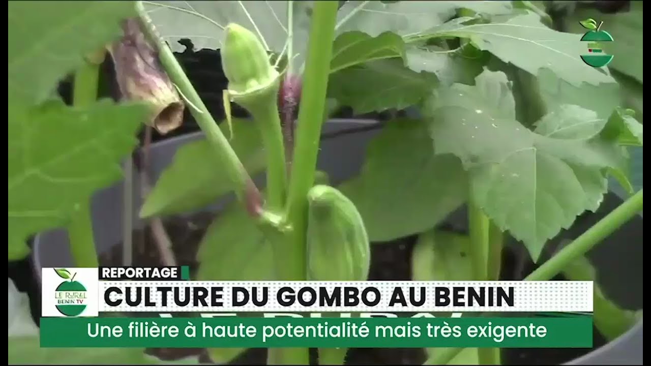 CULTURE DU GOMBO AU BENIN - Une culture très exigeante