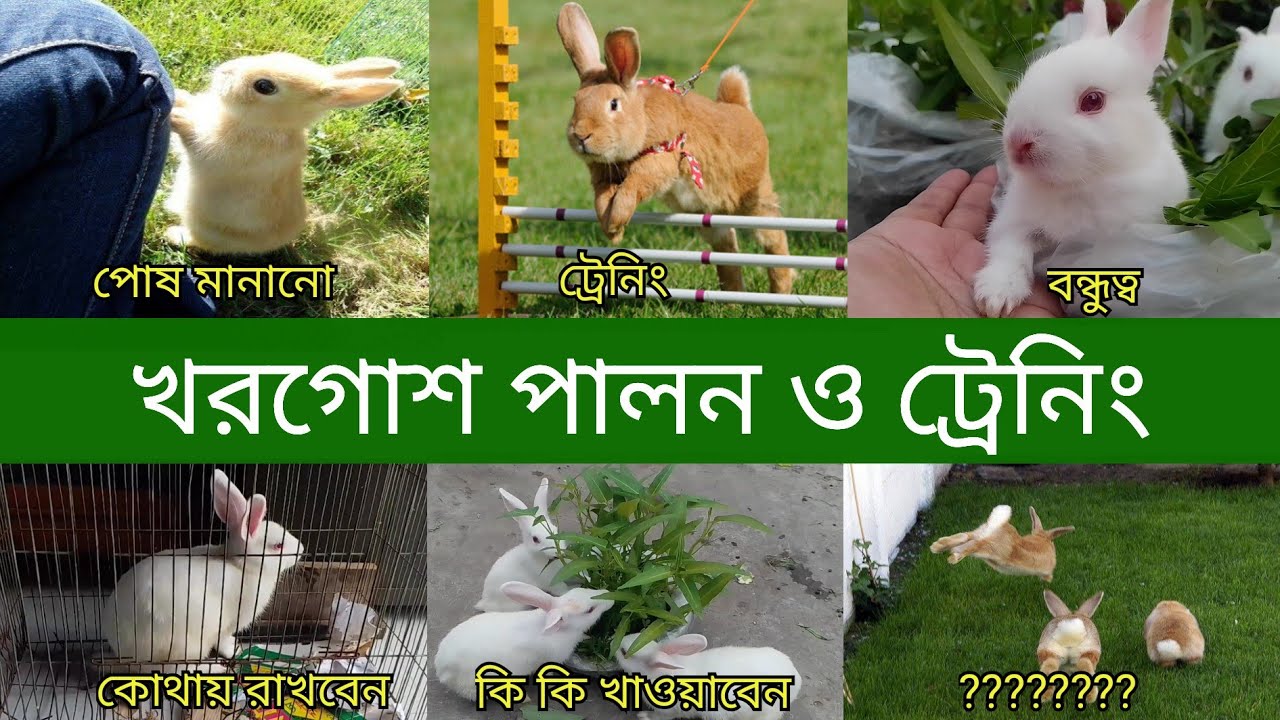 ১ টি খরগোশ কিভাবে পালন করবেন, যত্ন করবেন, কোথায় রাখবেন | How To Rearing A Rabbit In Bangla