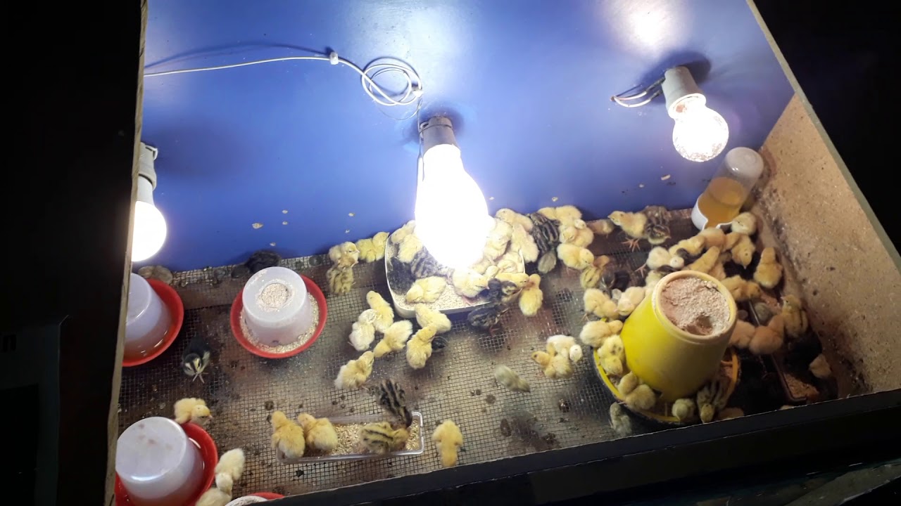 Bıldırcın Yavrusuna Nasil Bakılır | Yavru Kafesi | Isı Kac Derece Olmalı