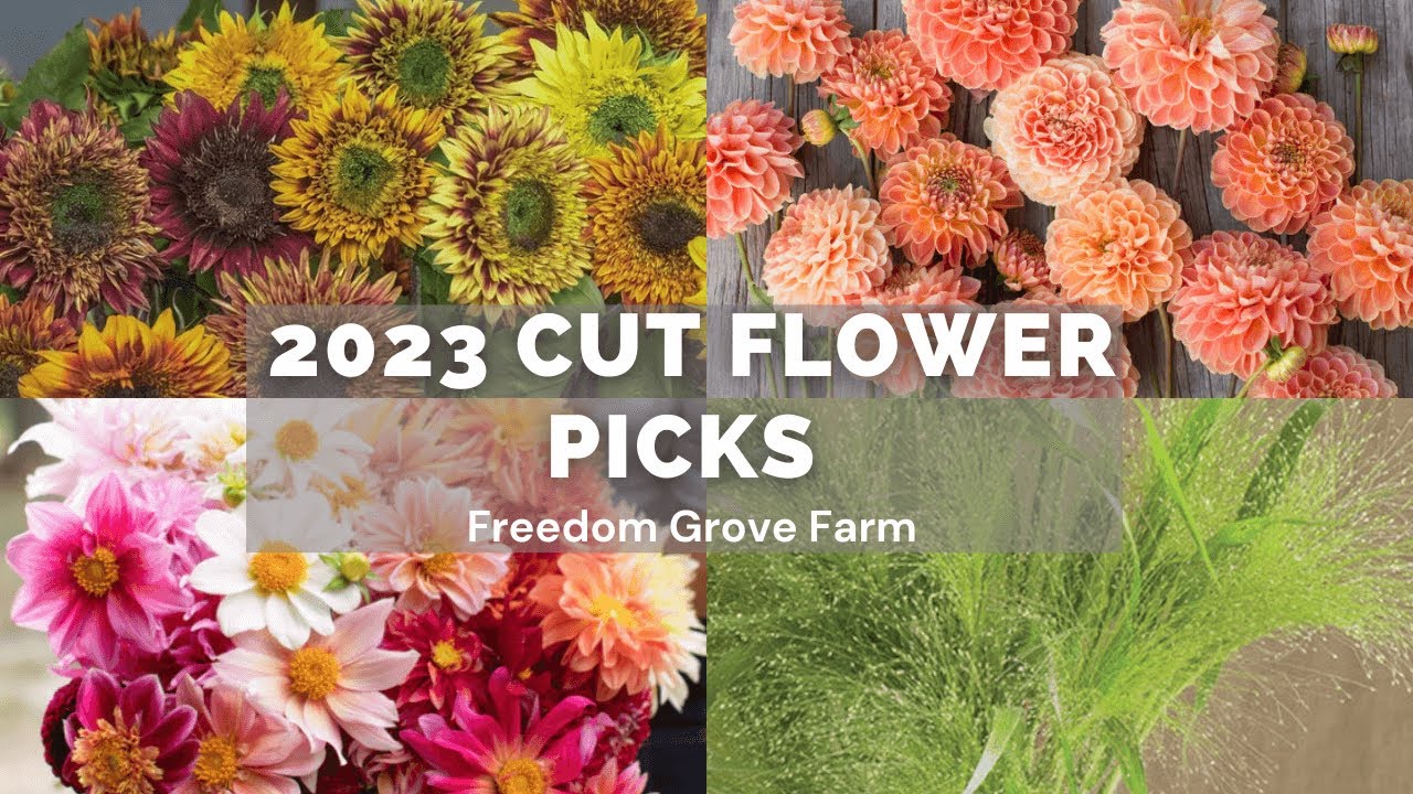 Get Ready for 2023: Peek into our Cut Flower Varieties! Freedom Grove Farm