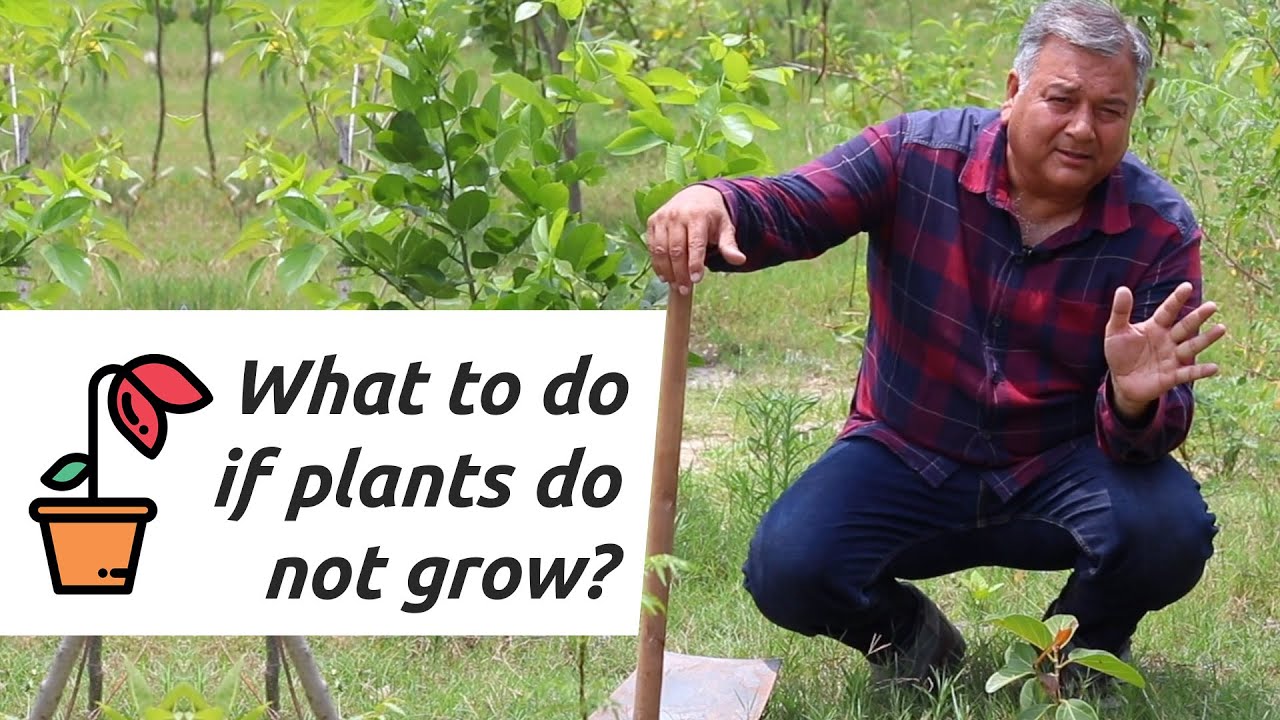 What to do if your plants are not growing?