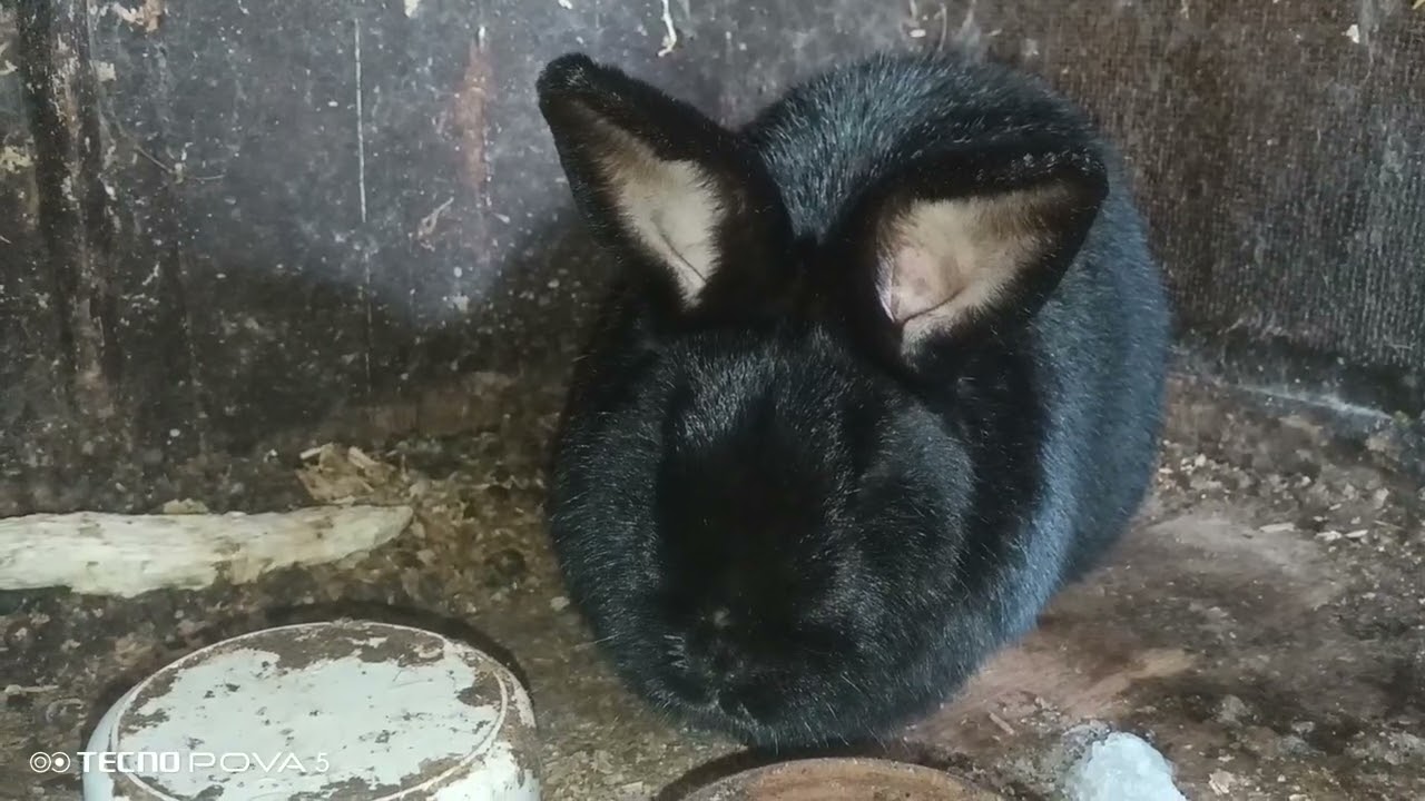 Овощи, фрукты и ягоды которые можно и нельзя давать кроликам🐰 #разведениекроликов #кролиководство 