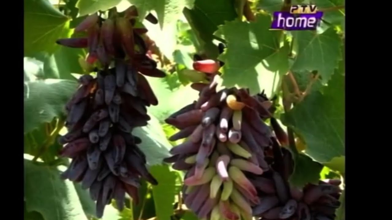 Grapes farming in Pakistan PTV Home Peshawar Pashto program at our farm 