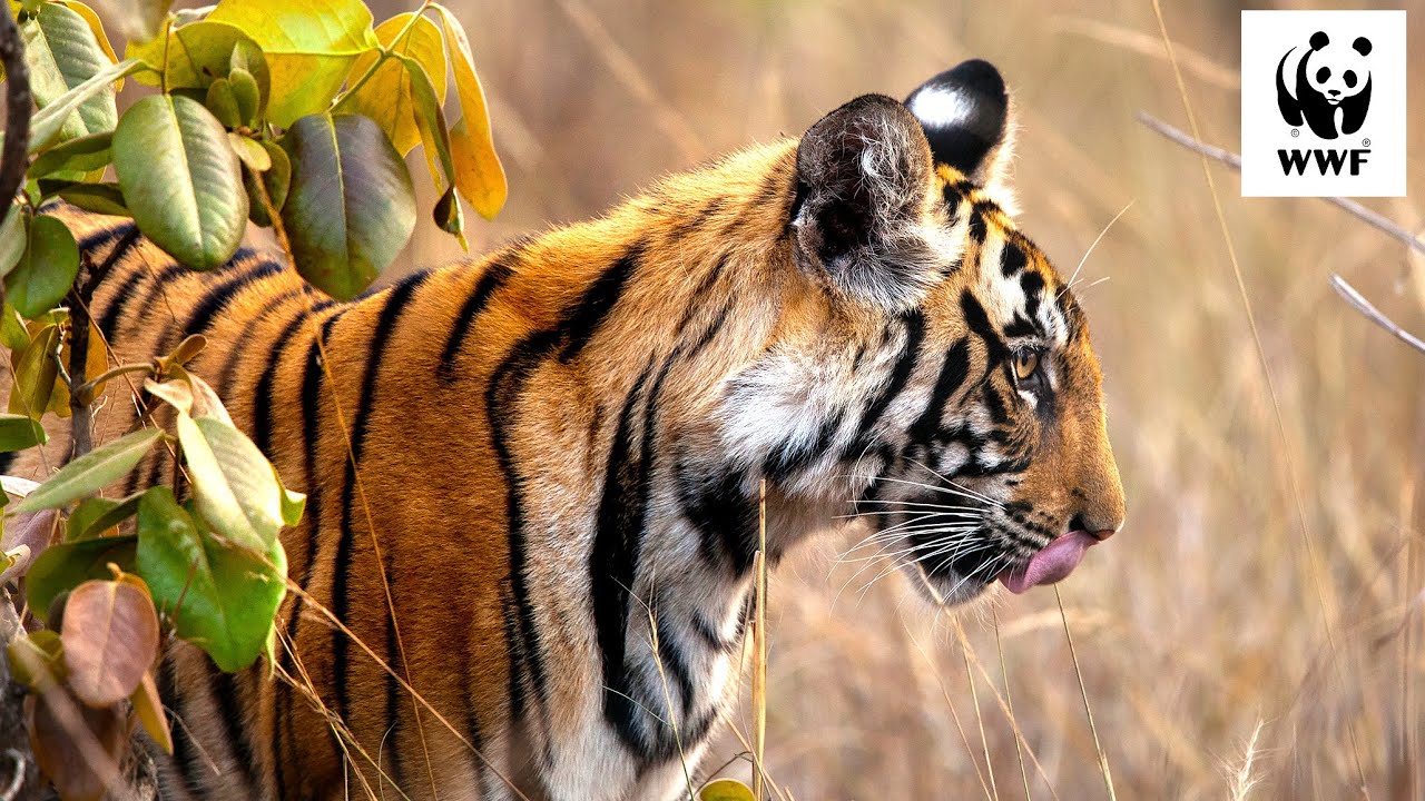 Safari with Suyash Ep 5: The Next Generation | #WWFVoices