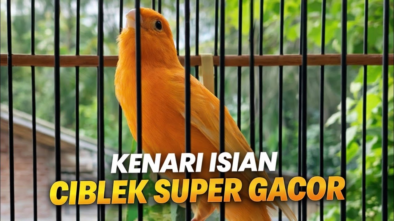 KENARI ISIAN CIBLEK GACOR MASTERAN & PANCINGAN TERBARU 2026