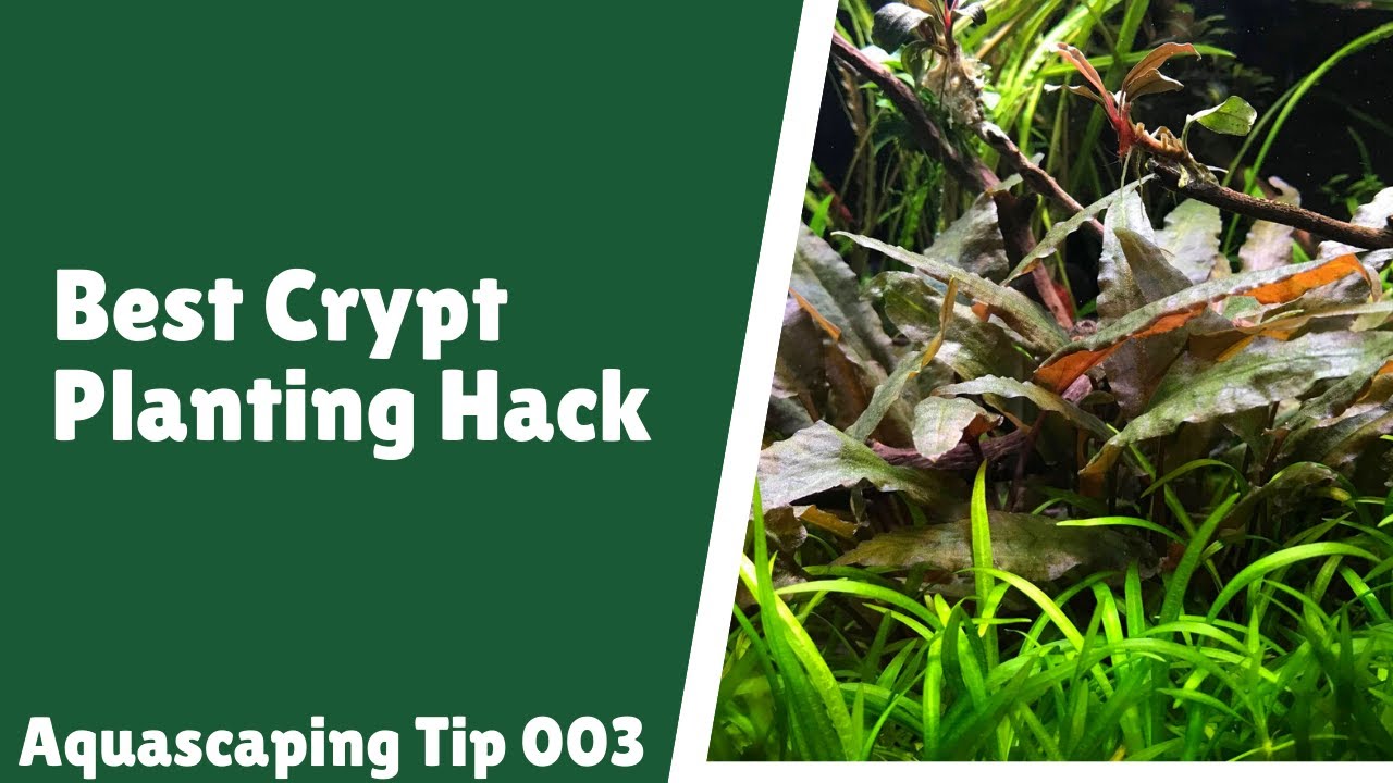 Crypt Planting Hack - NO MORE CRYPT MELT