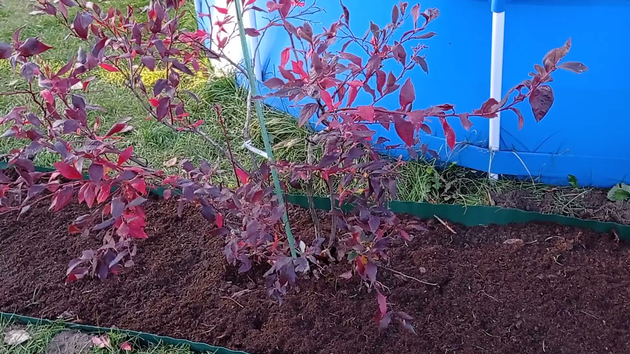 Najlepsze odmiany bor&oacute;wki amerykańskiej polecane do uprawy amatorskiej.