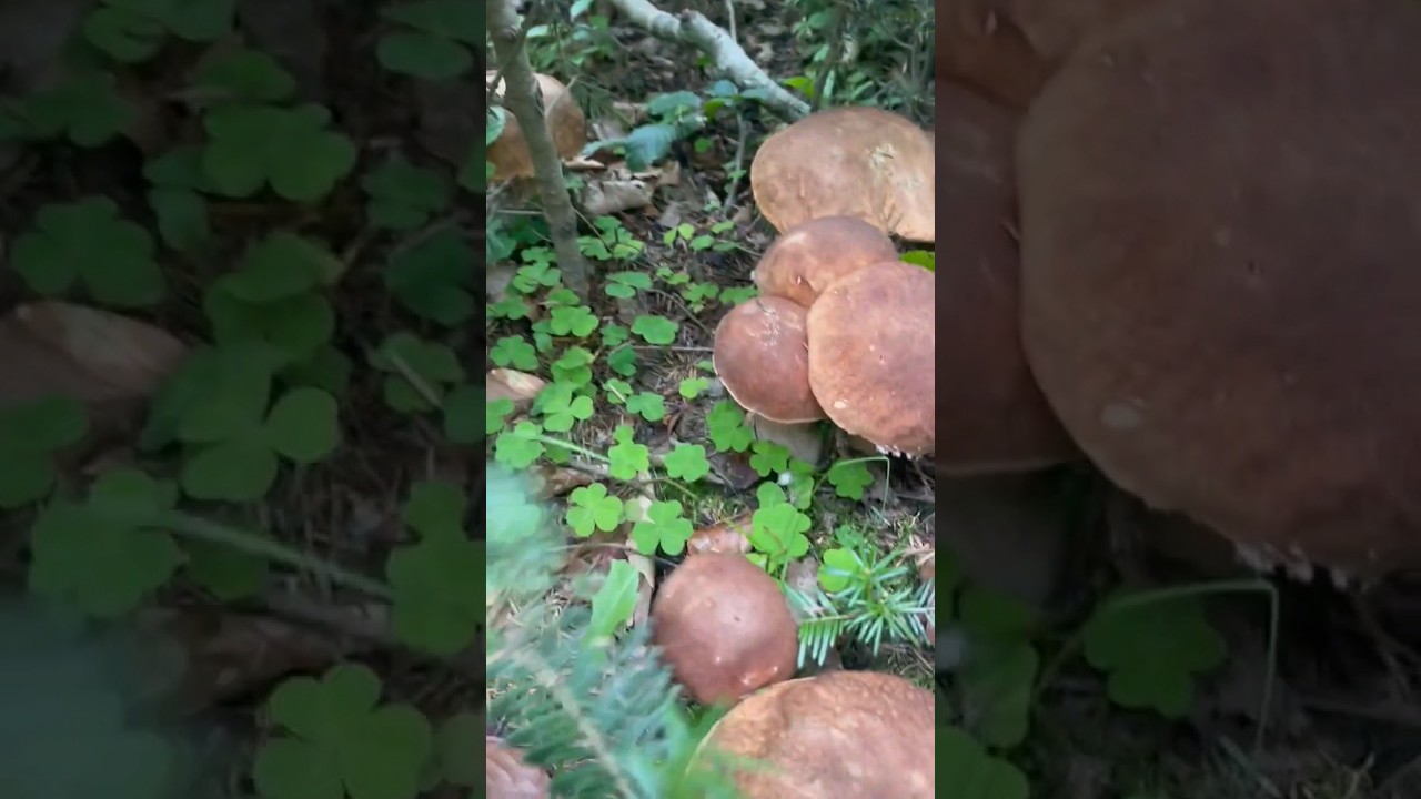 #funghiporcini #boletusedulis #Белыегрибы #гриби #grzyby #steinpilze #cepes  #ciuperci #hribi #2023