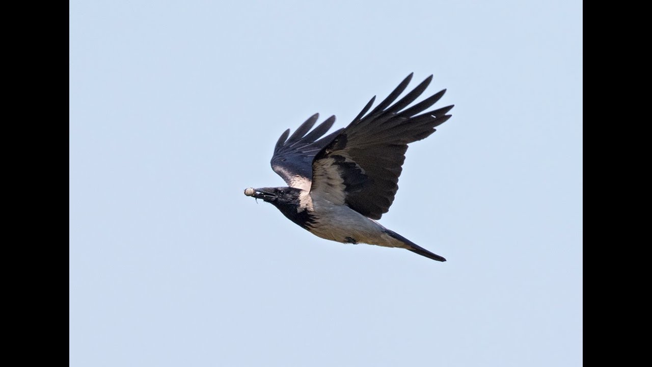 Gr&aring;krage (Corvus Corone Corvis)