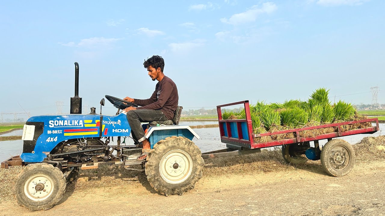 We Brought One Trolley Paddy Seed to the Sonalika Tractor | Tractor Video | Tractor Loading 