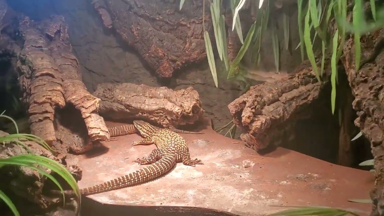 Ackie Monitor breeding room