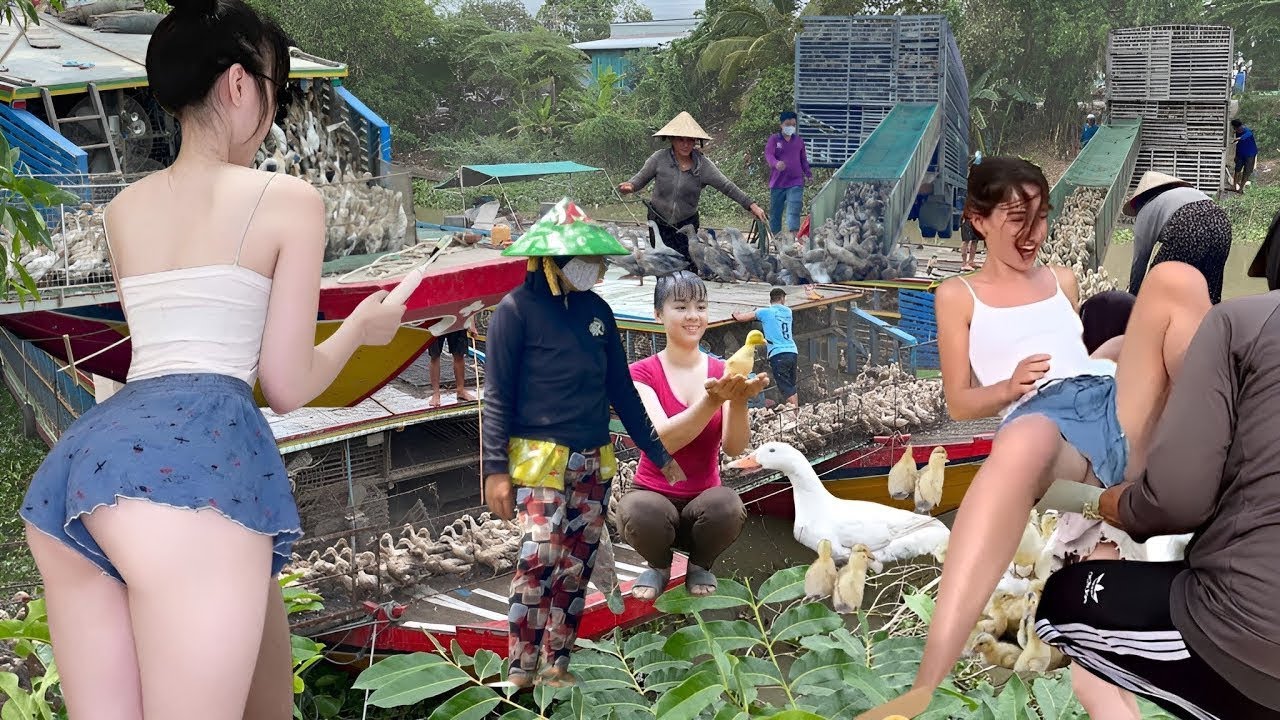 Full video 5Days of the daily life journey of a cute girl who transports millions of ducks every day