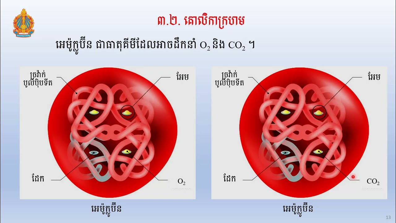 2 K8BIOEP12 ជីវវិទ្យាថ្នាក់ទី៨៖ជំពូក៤៖មេរៀនទី៤៖ប្រព័ន្ធដំណឹកនាំដង្ហើម លោកគ្រូ សឹម រដ្ឋា