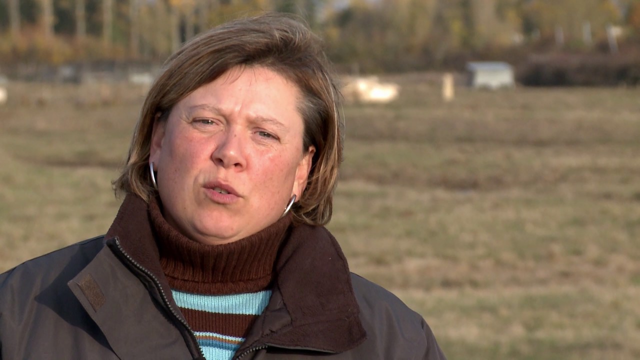 Bovin viande - Développer une activité rémunératrice et créatrice de valeurs