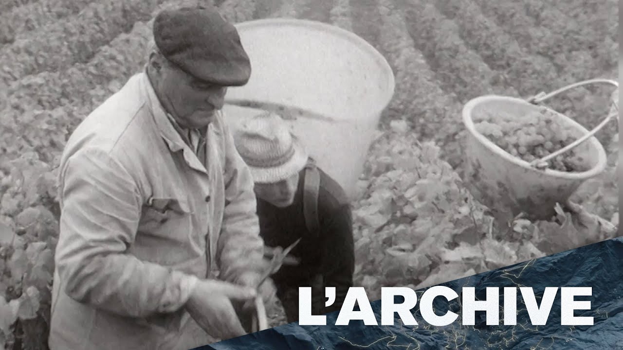 Fausse archive: les vendanges