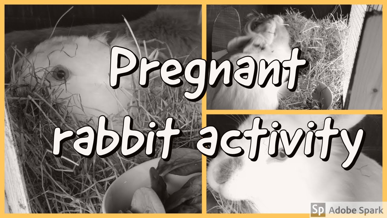 Pregnant rabbit activity