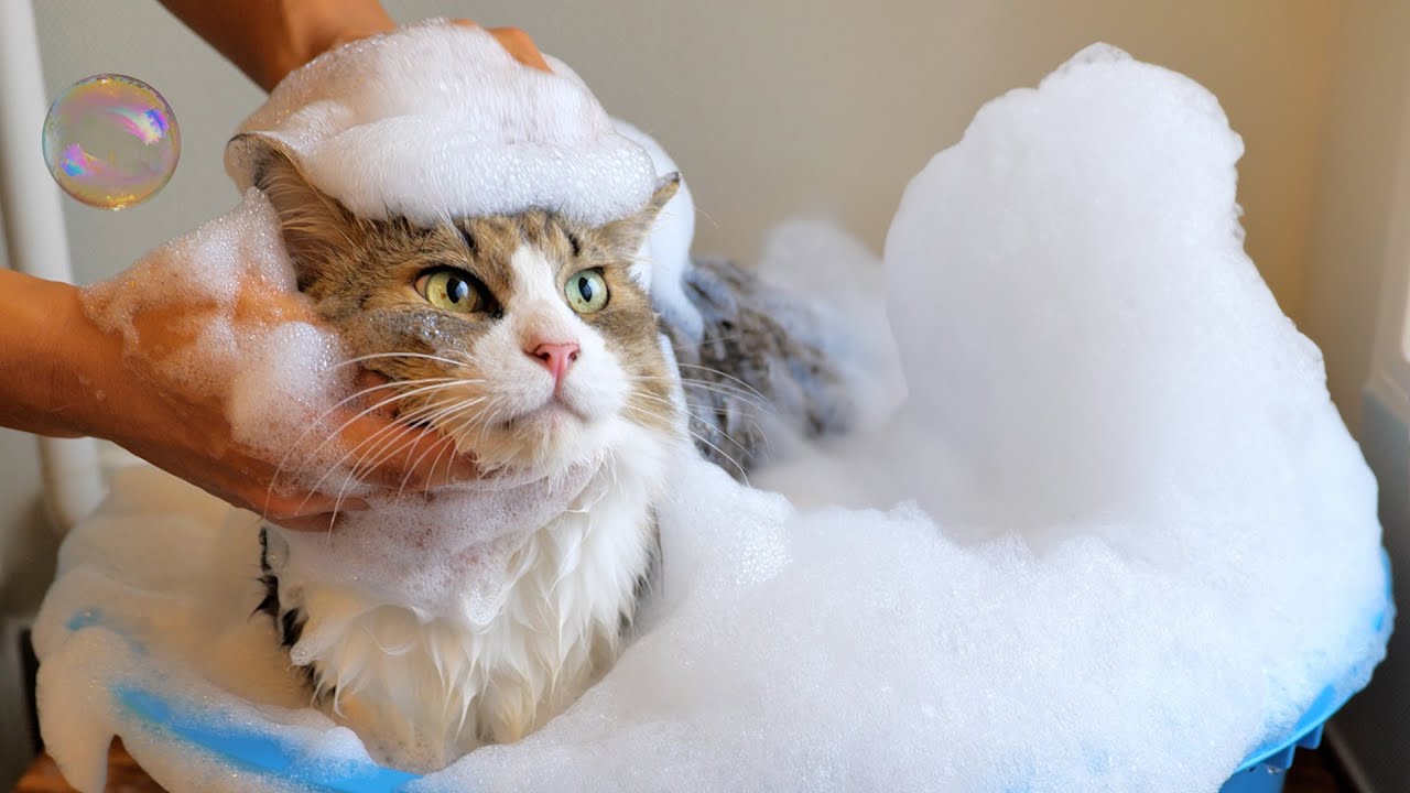 パパは愛情を込めてボス猫を洗いました【#猫シャンプー #ボス吉シャンプー】