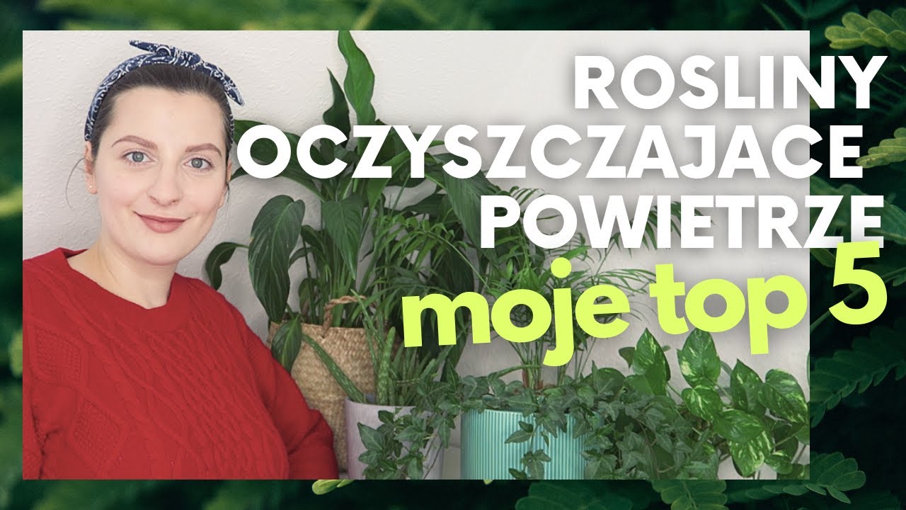 MOJE TOP 5 ROSLIN OCZYSZCZAJACYCH POWIETRZE