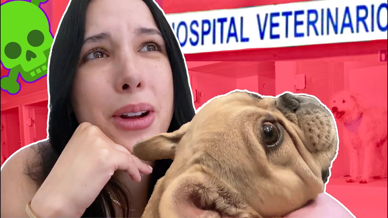 BURRITO SE INTOXICÓ 😭 - Día 86 | Mariale SinPatuque