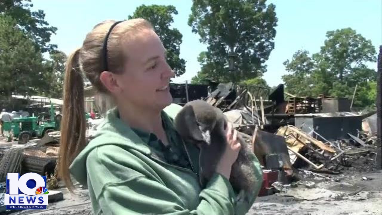 Zoo officials save animals from fire