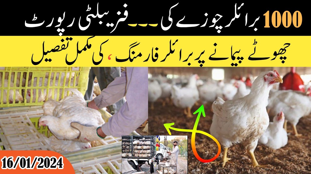 1000 Chicks Feasibility Report | | Small Scale Broiler Farming | | Chicken farming |