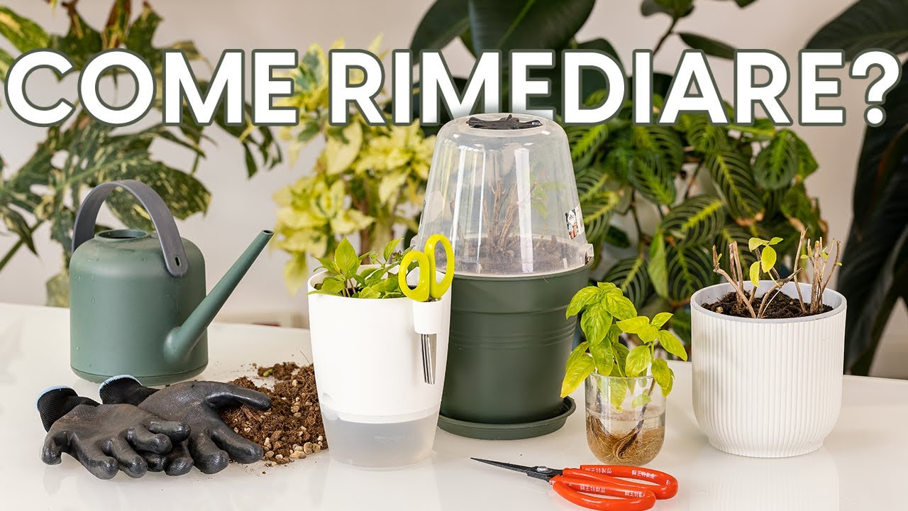 Basilico spennato: ecco come salvarlo! #leGeoTips