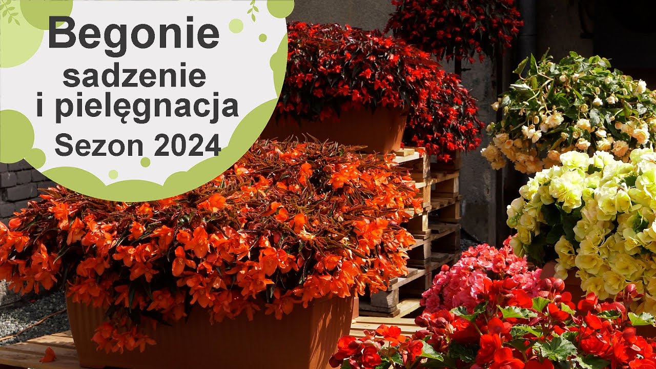 Begonie zwisające. Jak je sadzić oraz potem pielęgnować, żeby bujnie kwitły przez cały sezon?