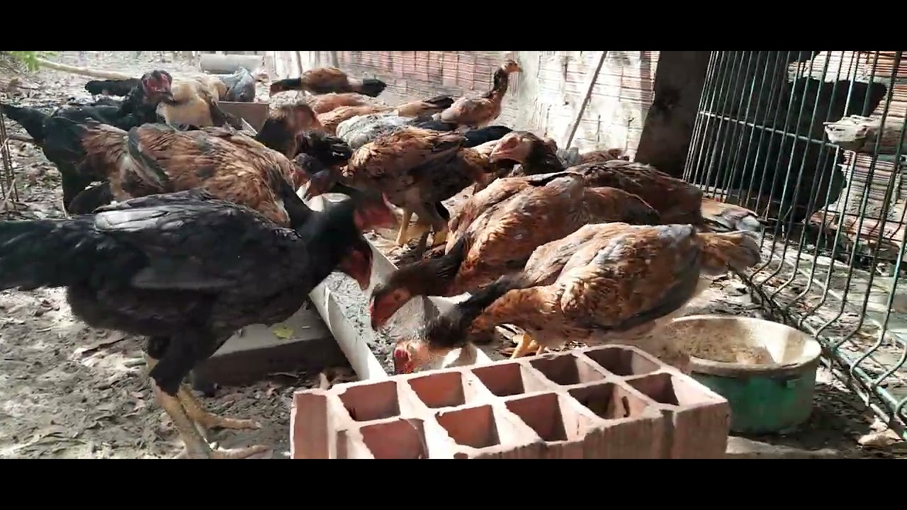 Minhas galinhas Parece umas vacas comendo no cocho