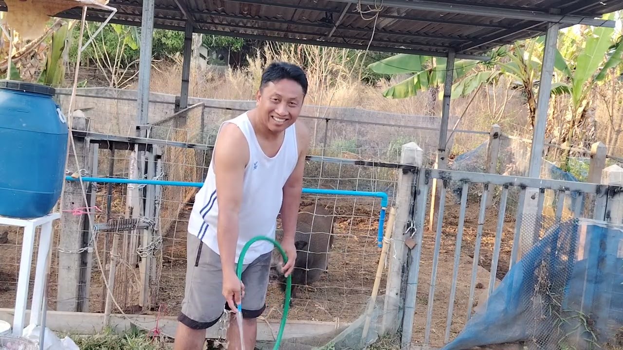 เลี้ยง​หมูป่า​แม่พันธุ์​อ้วนๆ​ เลี้ยง​หมูป่า​เสริม​รายได้​ เลี้ยง​หมูป่า​สร้าง​รายได้​