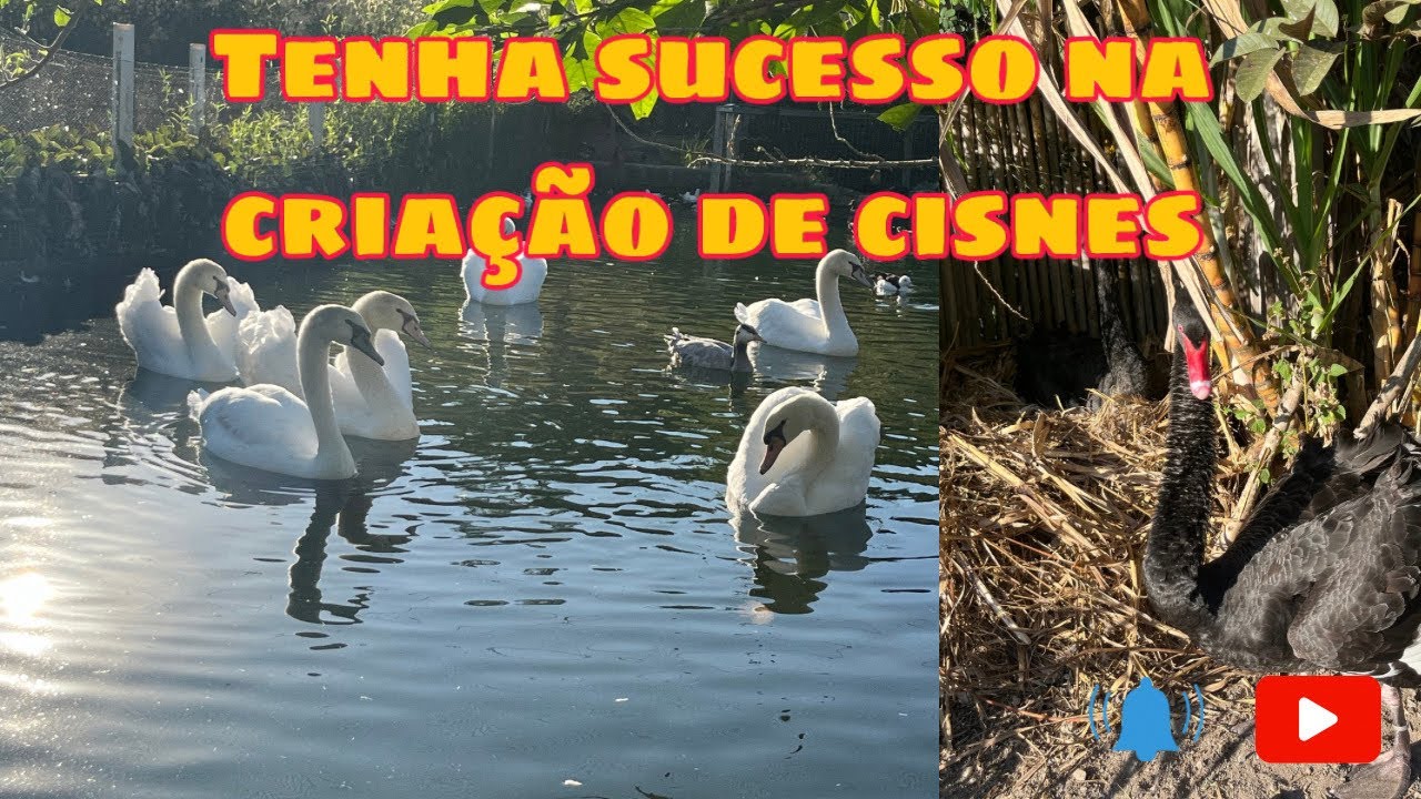Sucesso na criação de cisnes, Ninhos, qualidade da água, nunca deixe barro no recinto e muito mais.