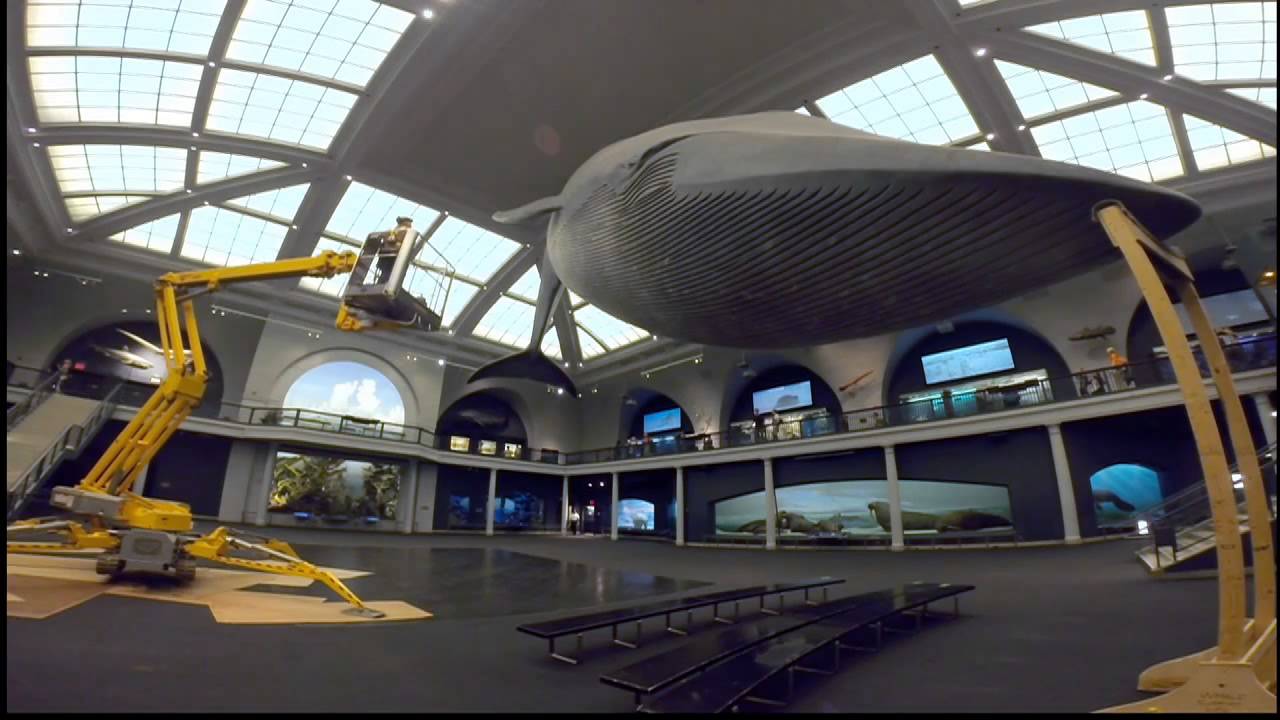 Blue Whale Wash 2014