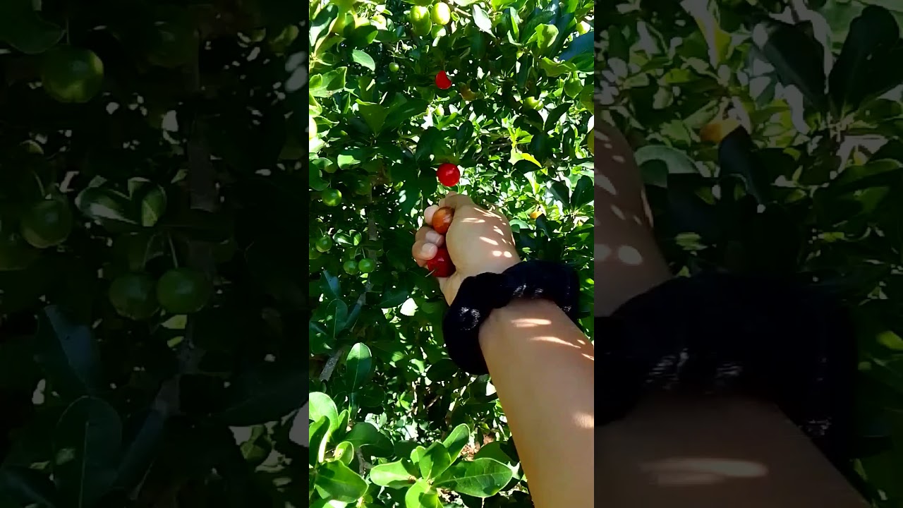 ABUND&Acirc;NCIA DA NATUREZA - COLHENDO ACEROLAS DO P&Eacute; NO MEU TERRENO #acerola #amazing #produzindo