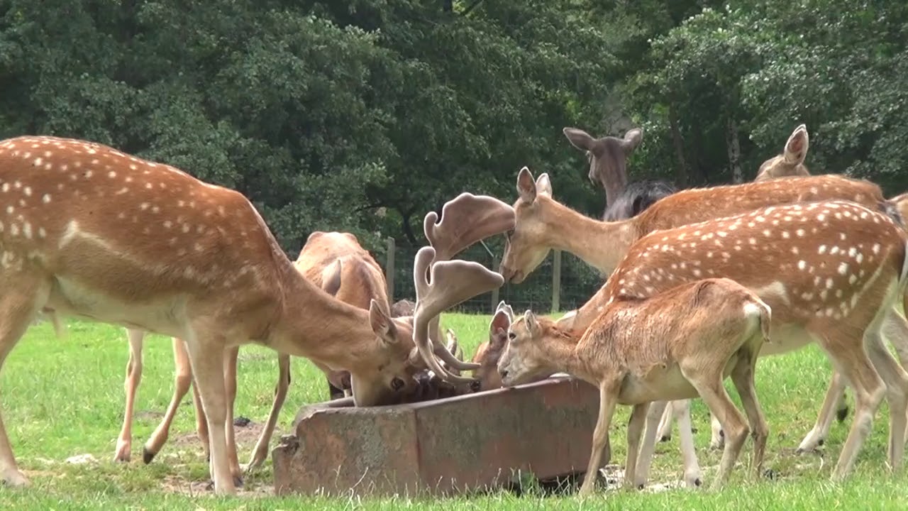 Imagefilm der Urlaubsregion Altenberg