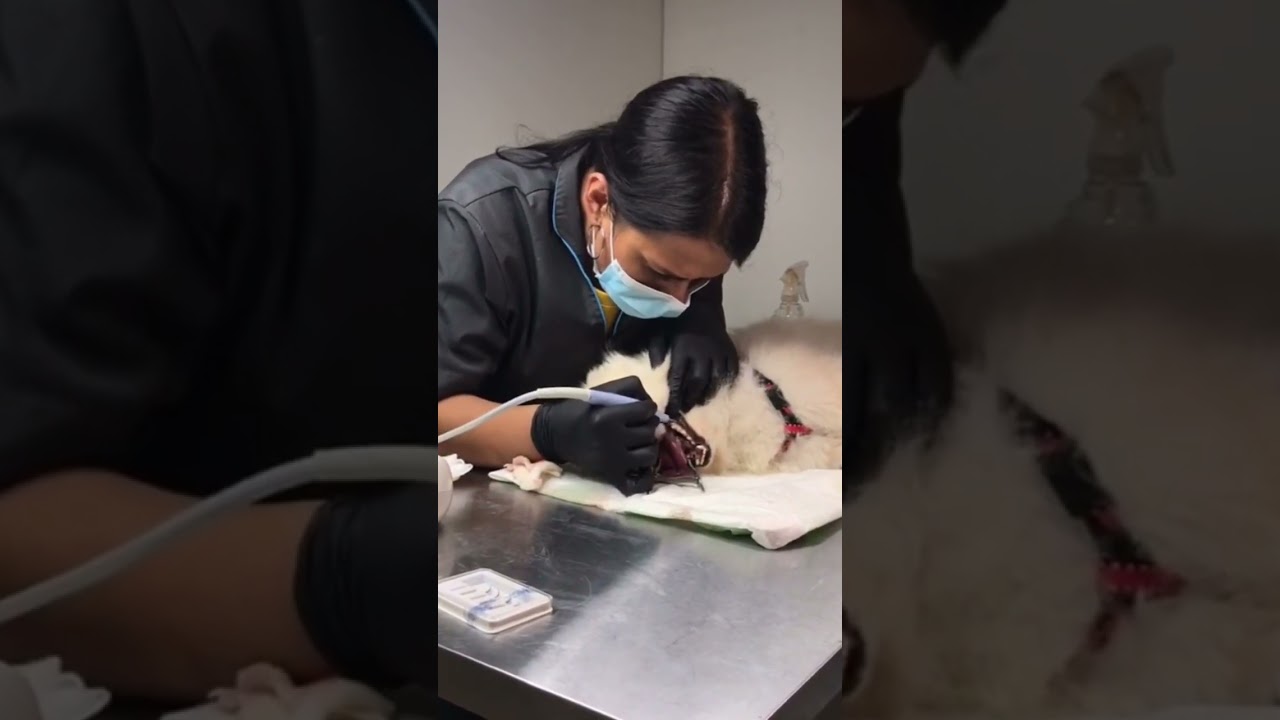 Antes y despu&eacute;s de una Profilaxis 💚🦷