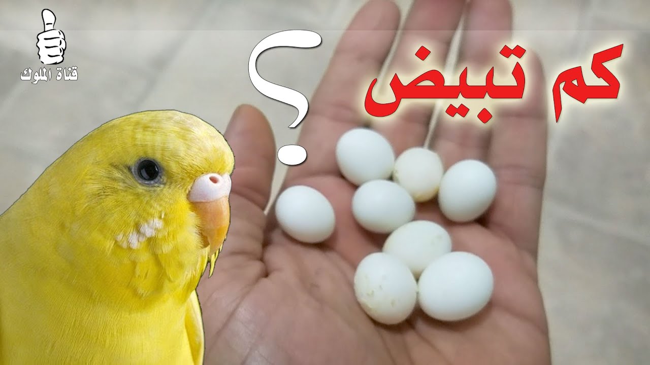 متى تبيض انثى البادجي و هل تبيض انثى البادجي كل يوم ؟