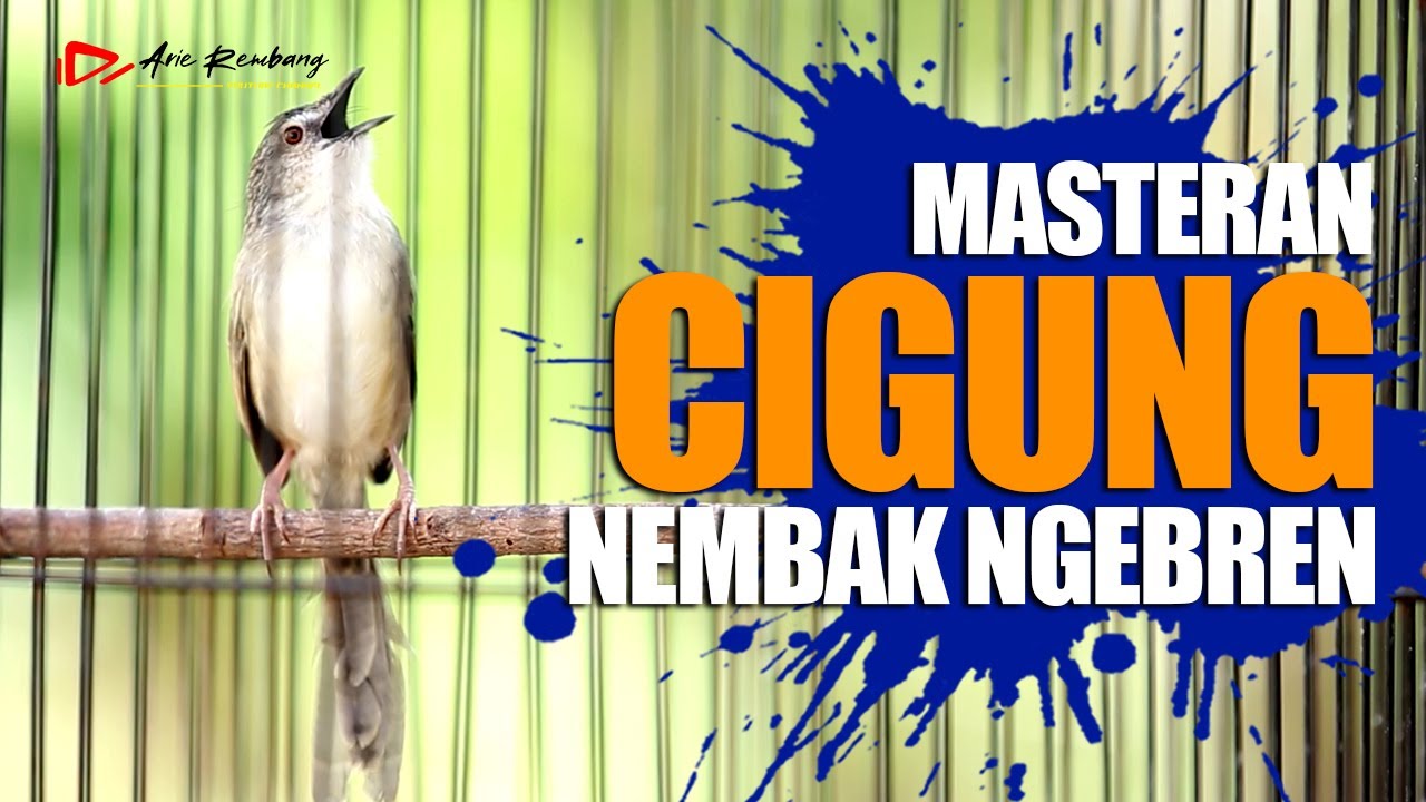 MASTERAN CIBLEK GUNUNG GACOR