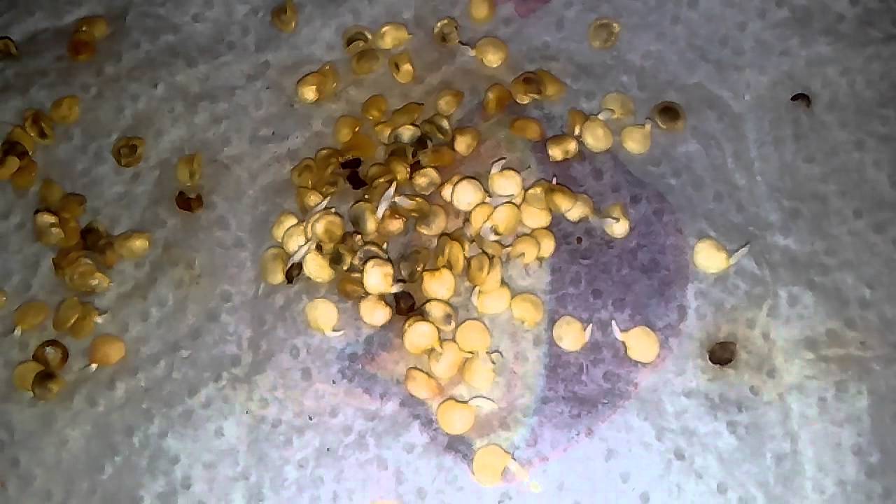 Germinar semillas de chile en 3 d&iacute;as.