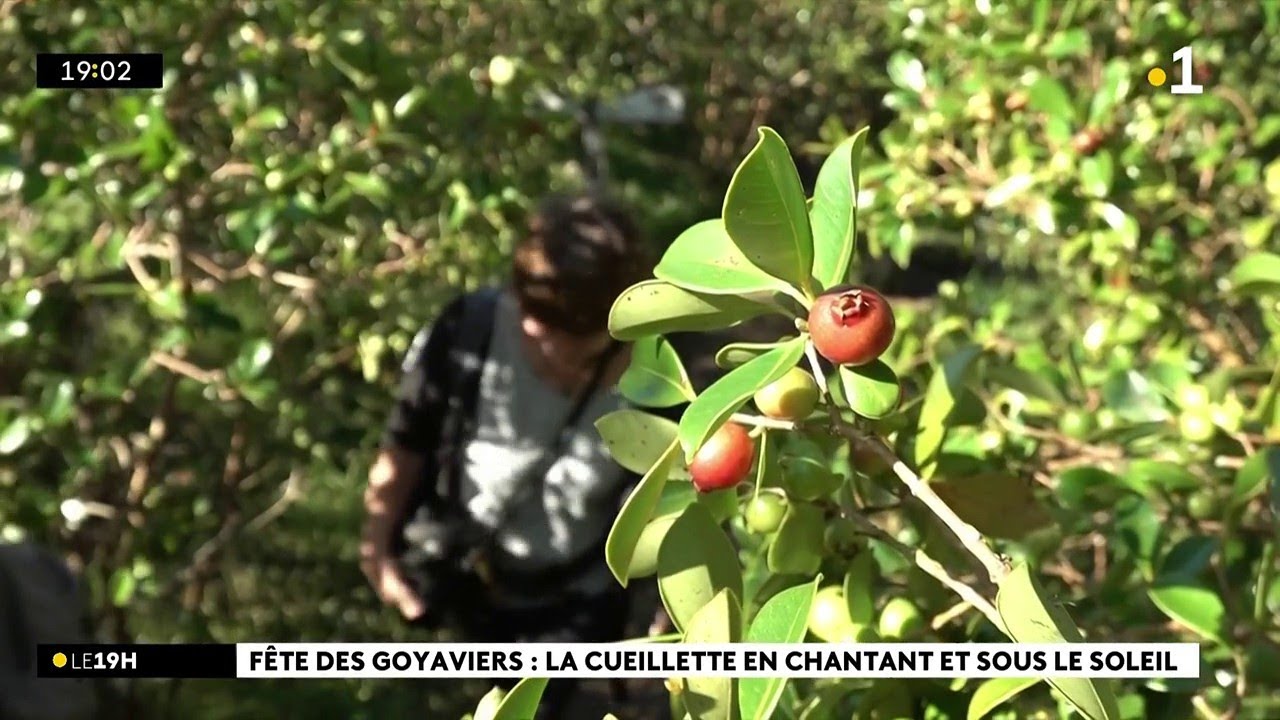 A la Plaine des Palmistes, la fête du goyavier débute samedi